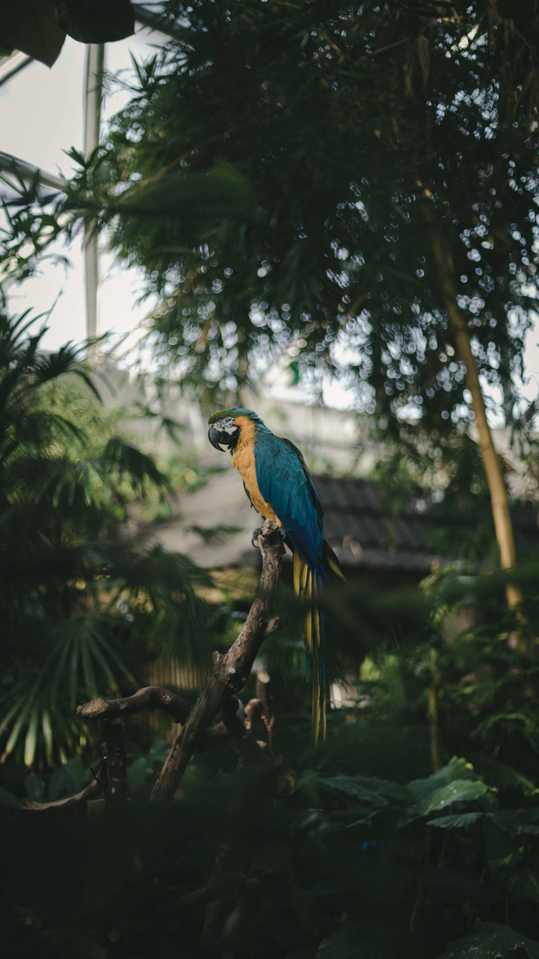 “The majestic beauty of a Blue and Gold Macaw soaring through the Jungle” Wallpaper