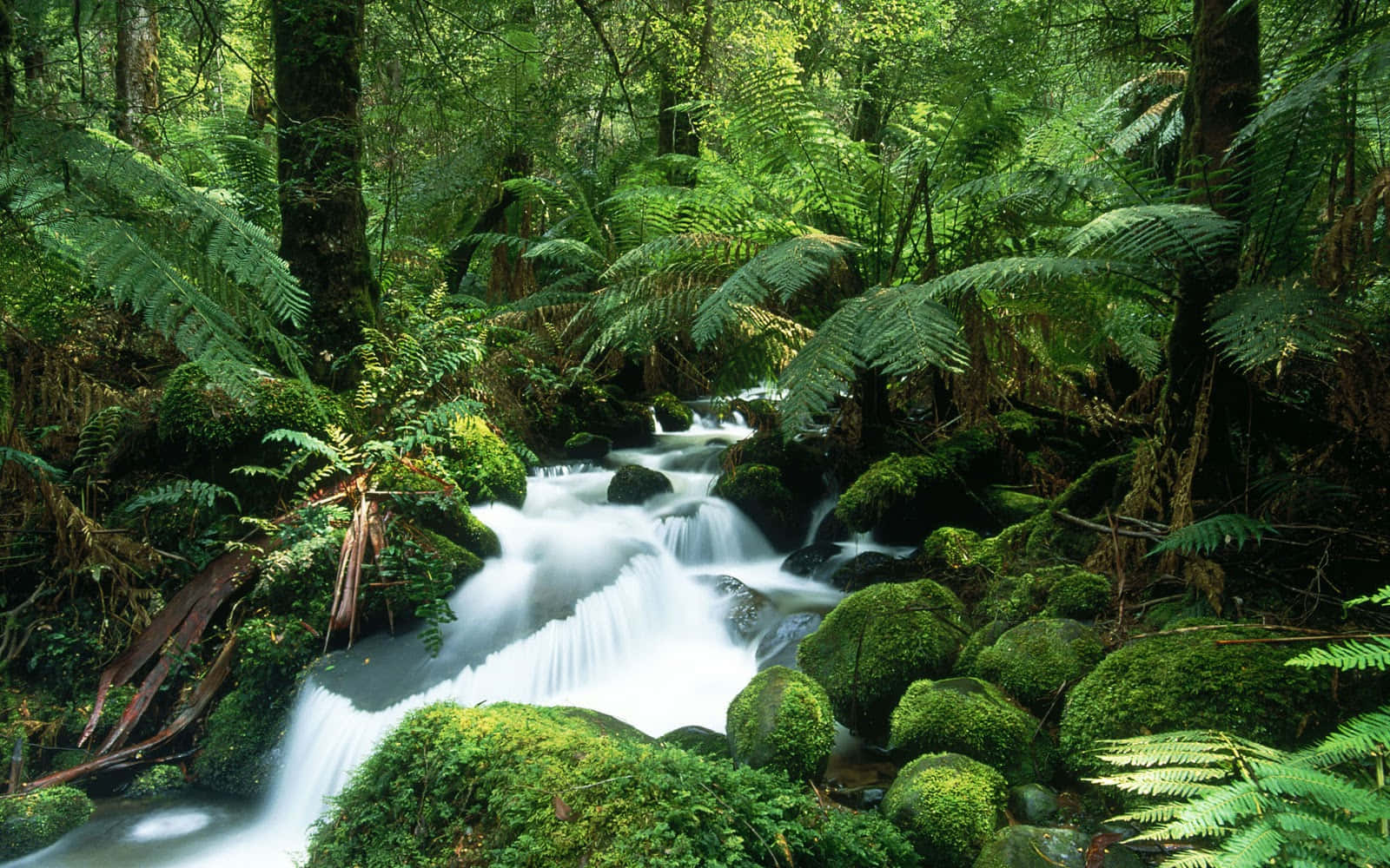 Disfrutade La Belleza De La Naturaleza Con Un Fondo De Pantalla De La Selva Fondo de pantalla