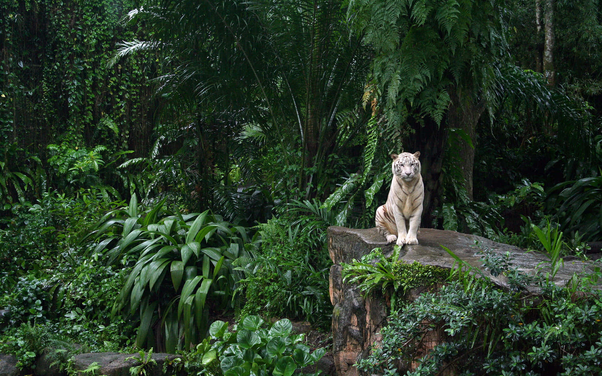White Tiger In Peaceful Jungle Desktop Wallpaper