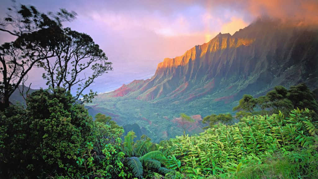 Beautiful Sunrise In Jungle Desktop Wallpaper