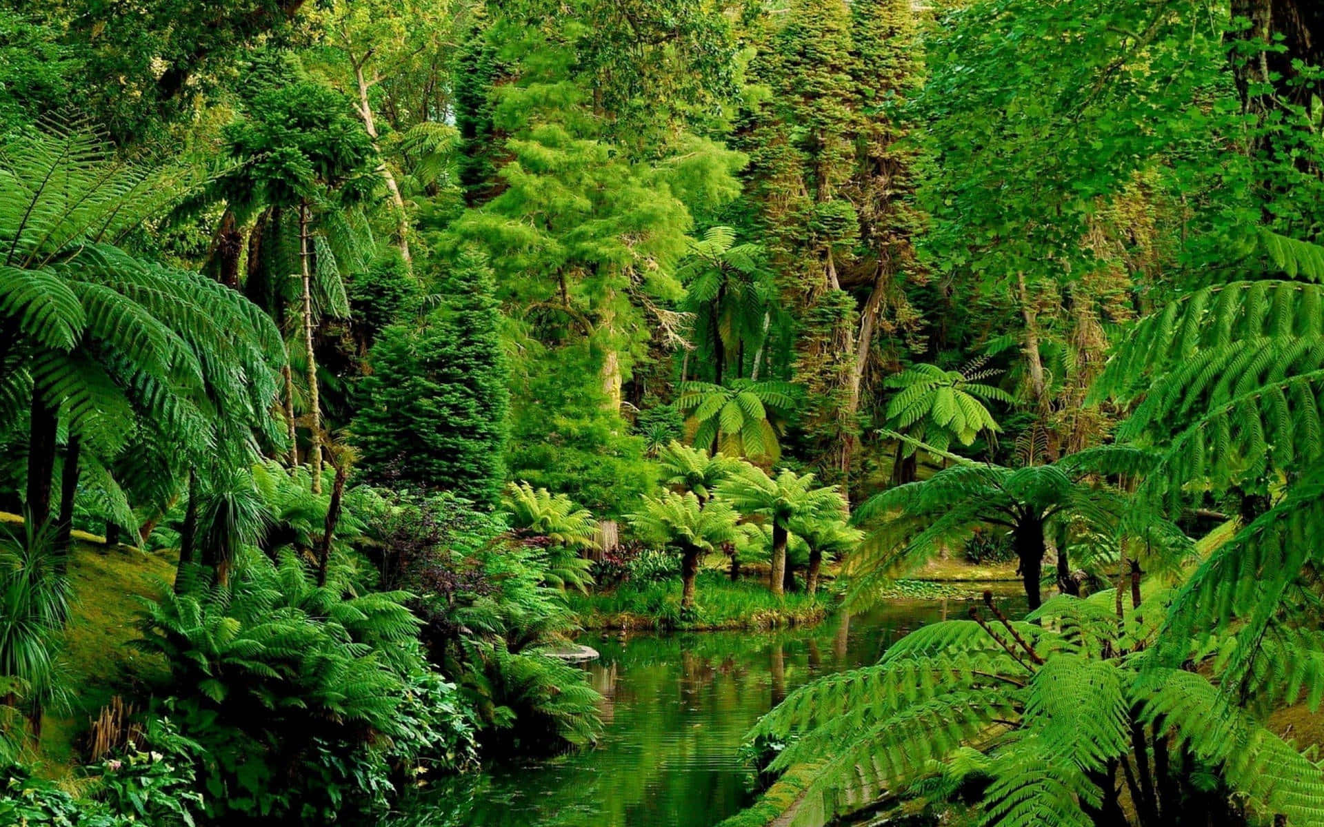 A Lush Tropical Forest With A River And Ferns Wallpaper