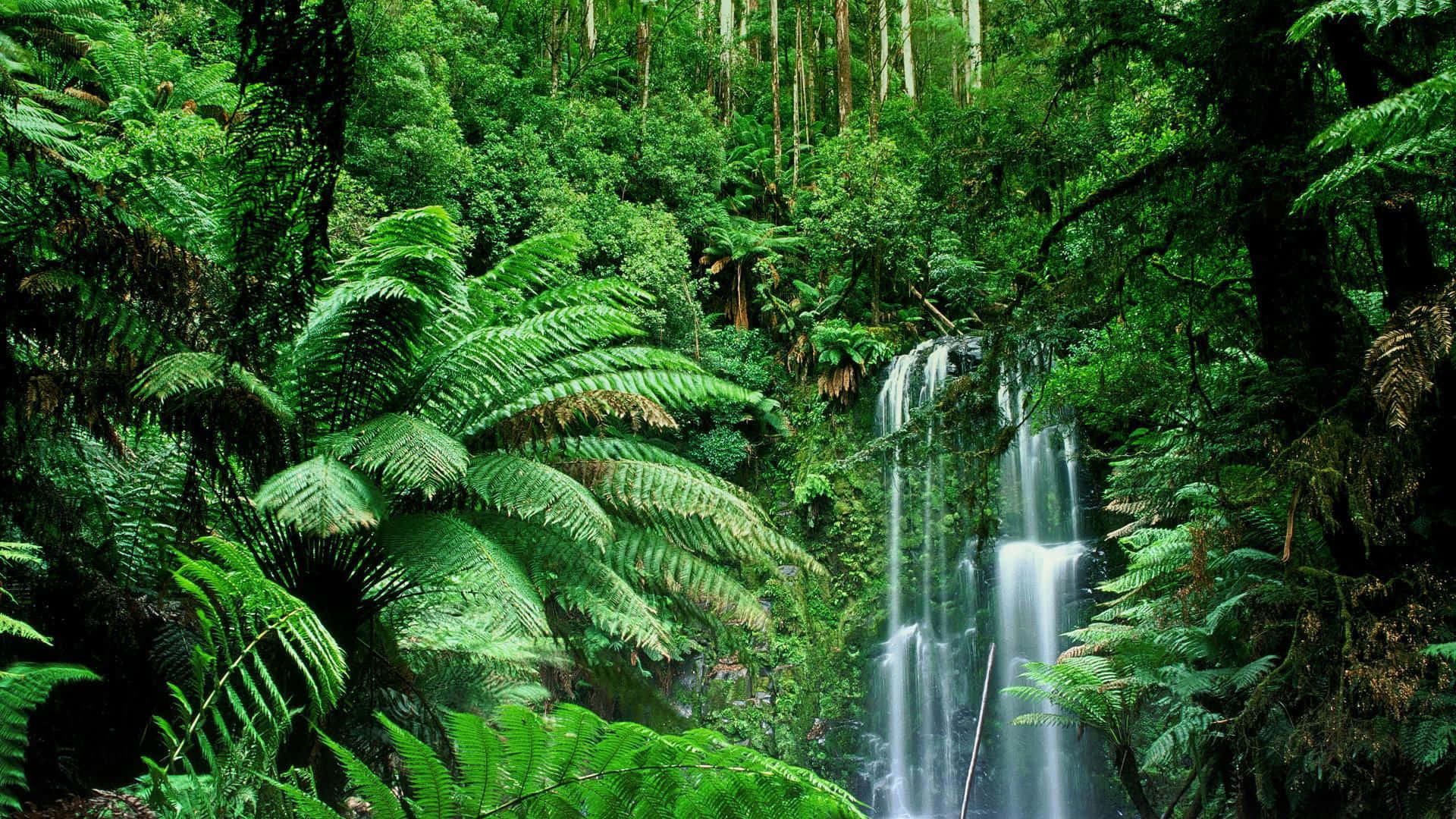 Falls In Rainforest Jungle Desktop Wallpaper