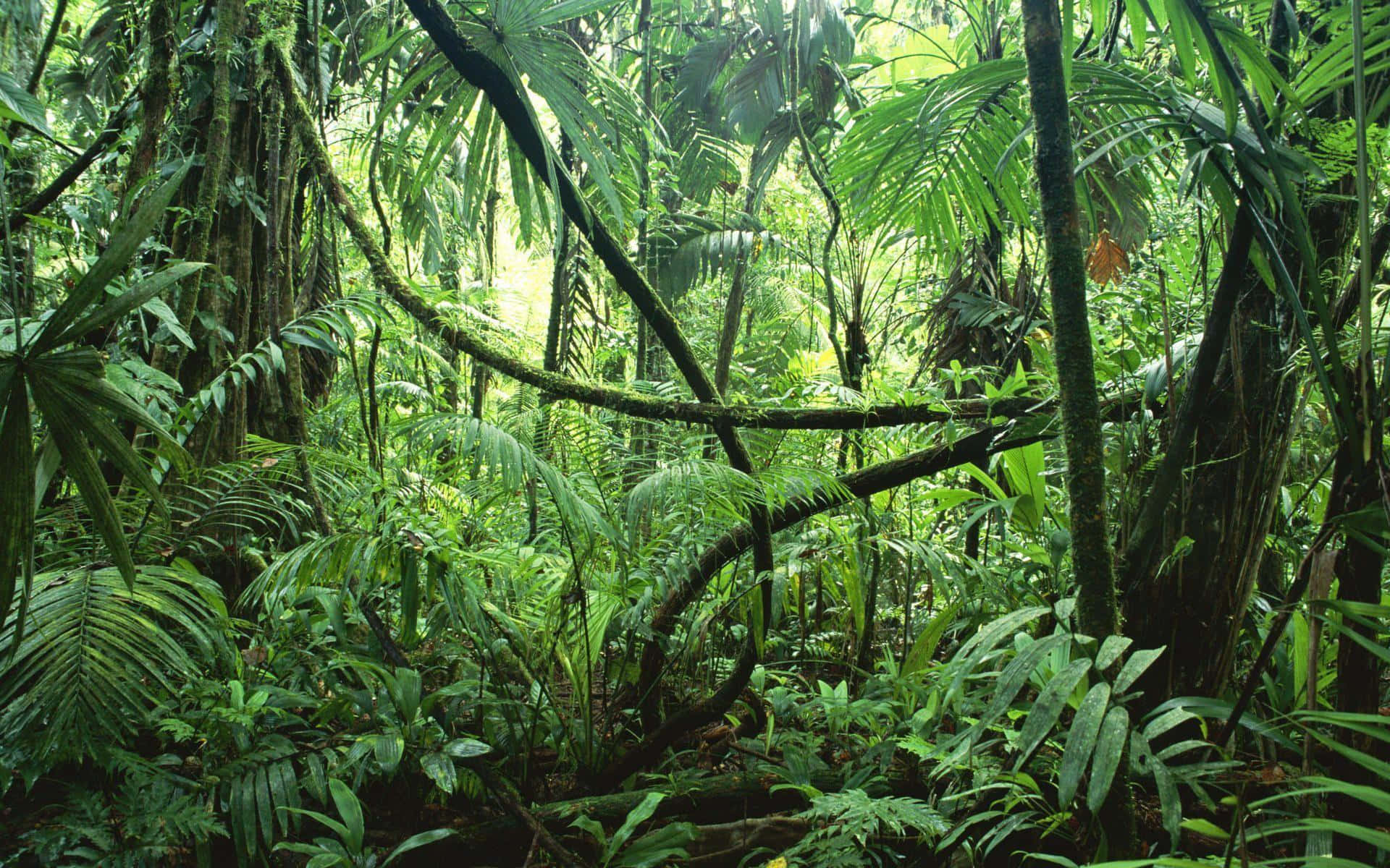 Udforsk den luksuriøse, levende skønhed af Junglen med denne livlige tapet. Wallpaper