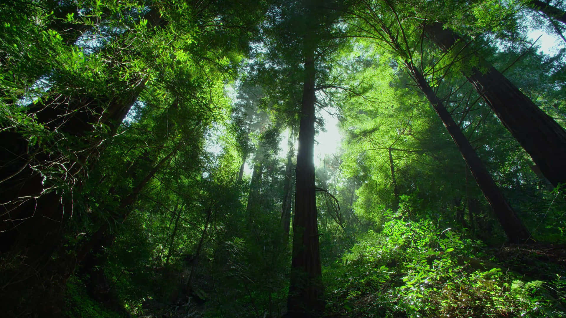 Fondode Pantalla De Frondoso Dosel Verde De La Selva. Fondo de pantalla
