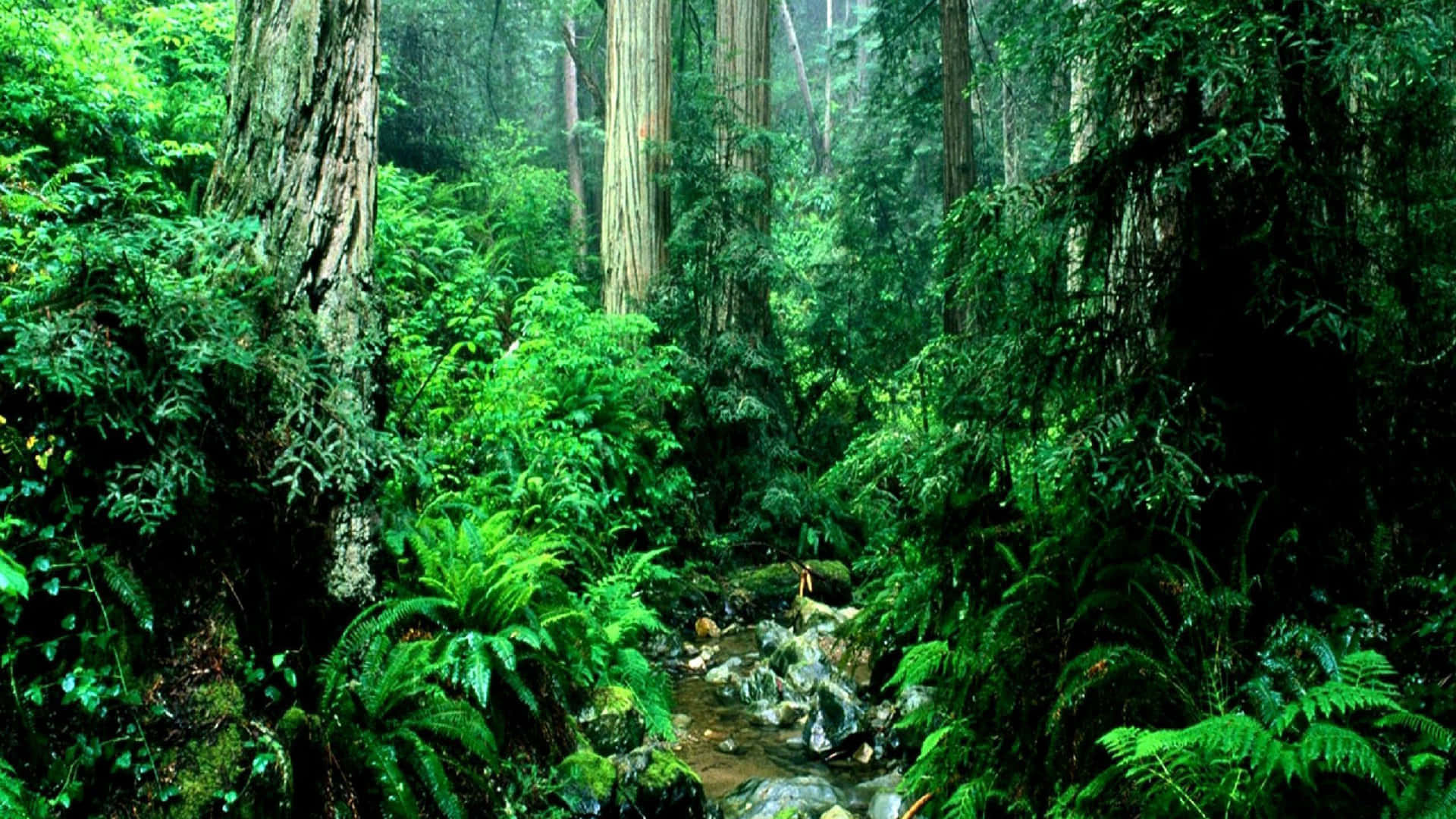 Unfondo De Pantalla De Selva Exuberante Y Verde. Fondo de pantalla