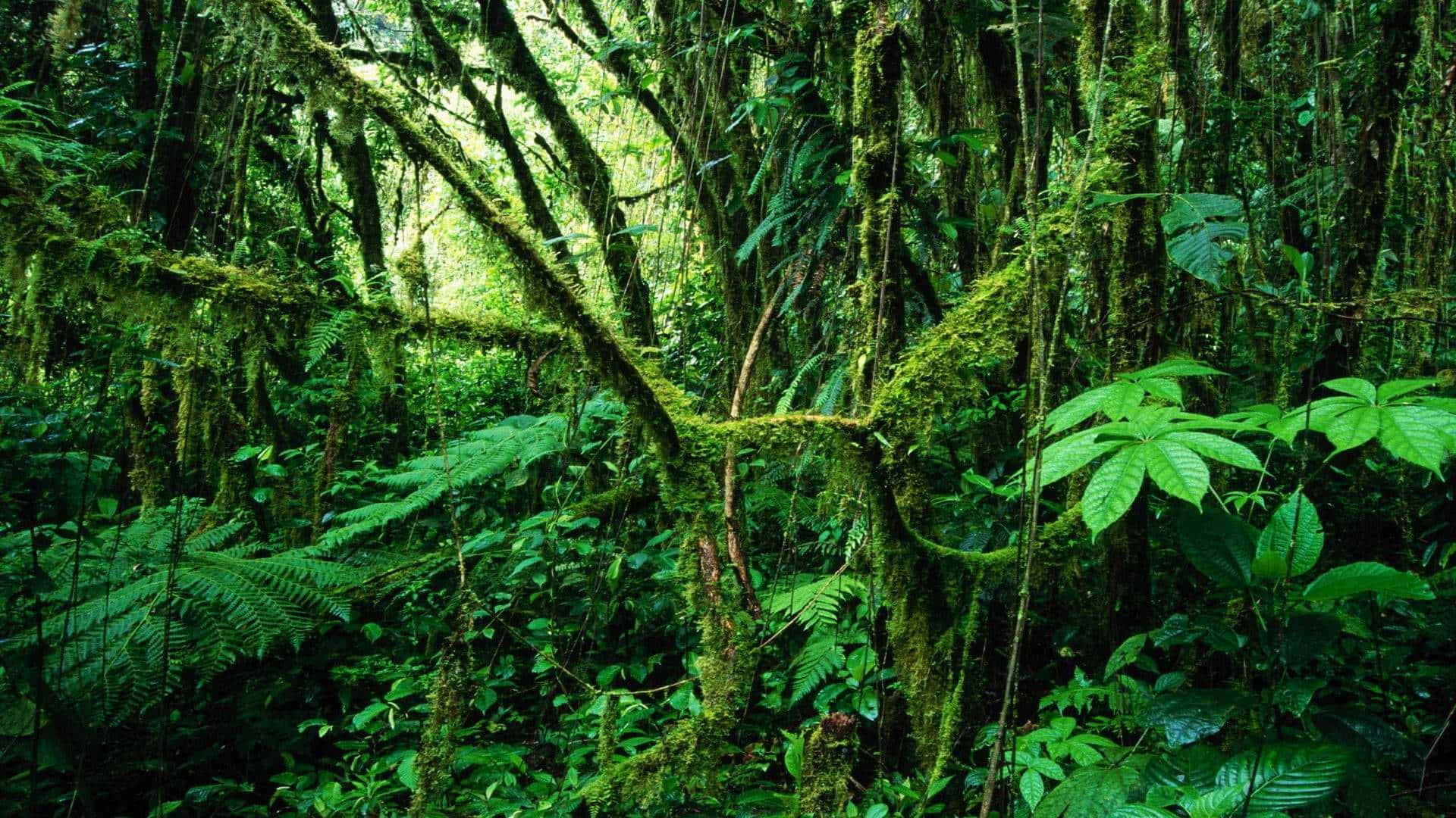 Immergitinella Natura Selvaggia Con Uno Sfondo Jungle Per Il Desktop Fresco E Vibrante. Sfondo