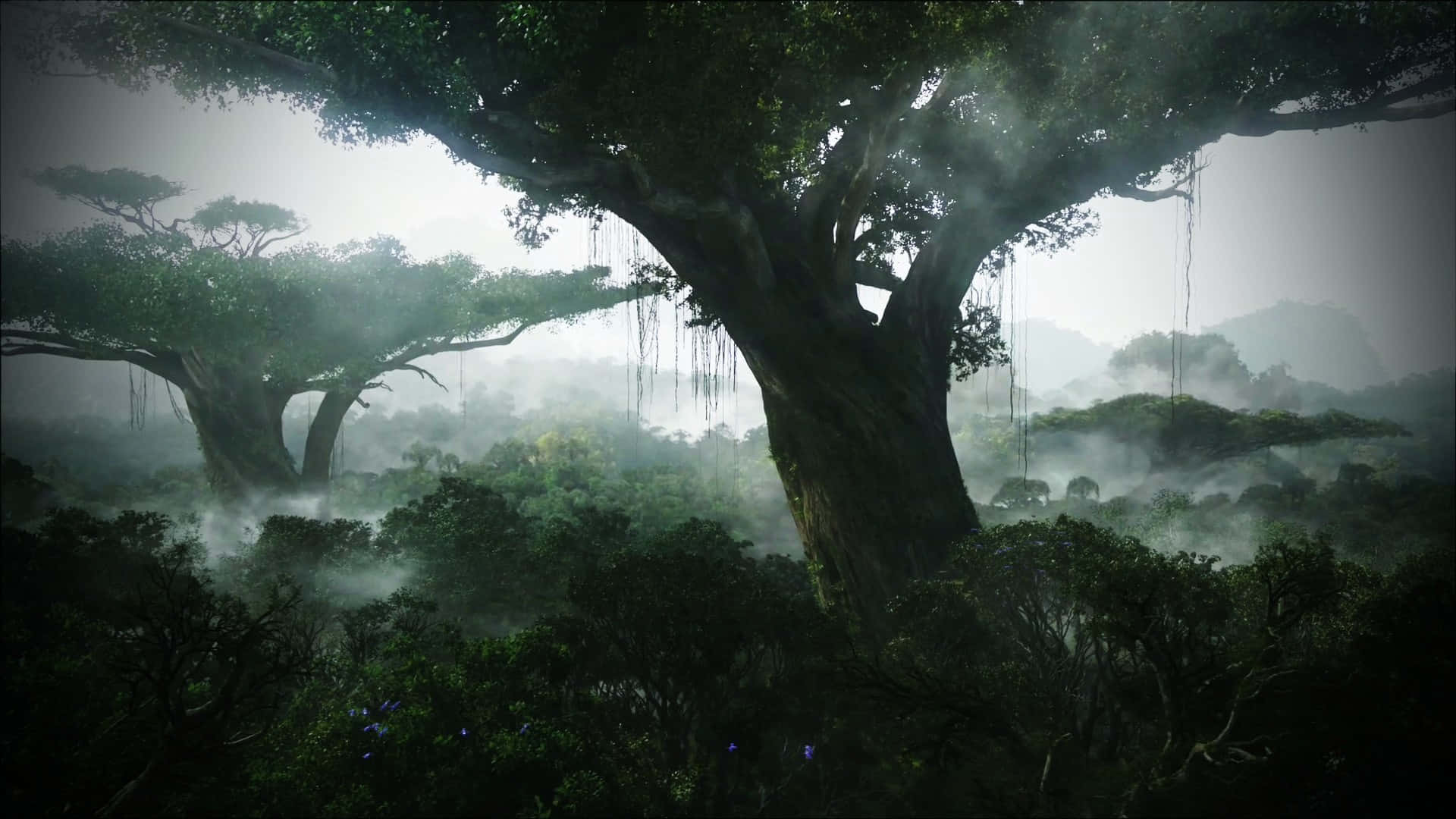 Silhouettedell'albero Nella Giungla Nebbiosa Per Il Desktop Sfondo