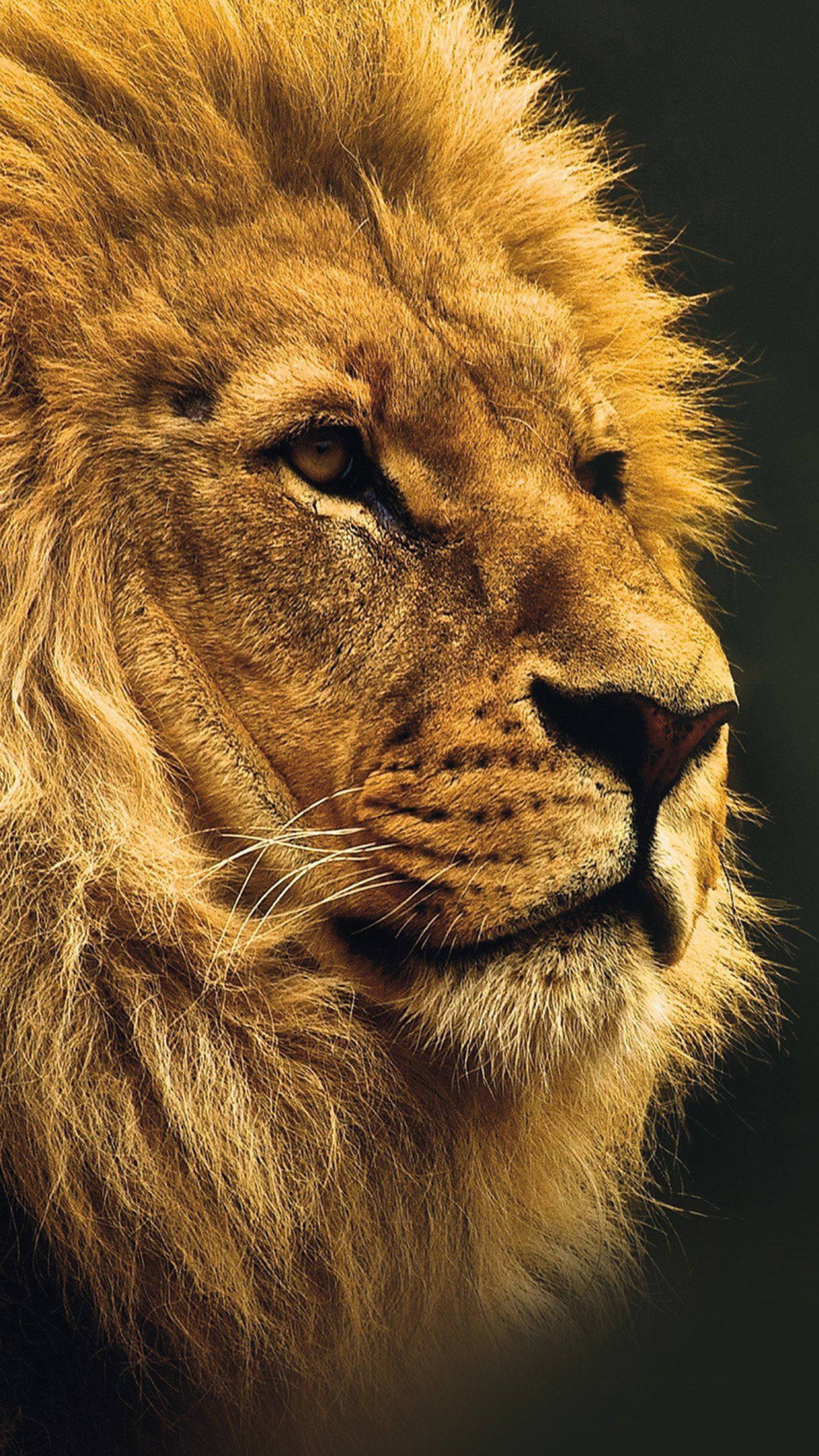Jungle King Lion Iphone Wallpaper