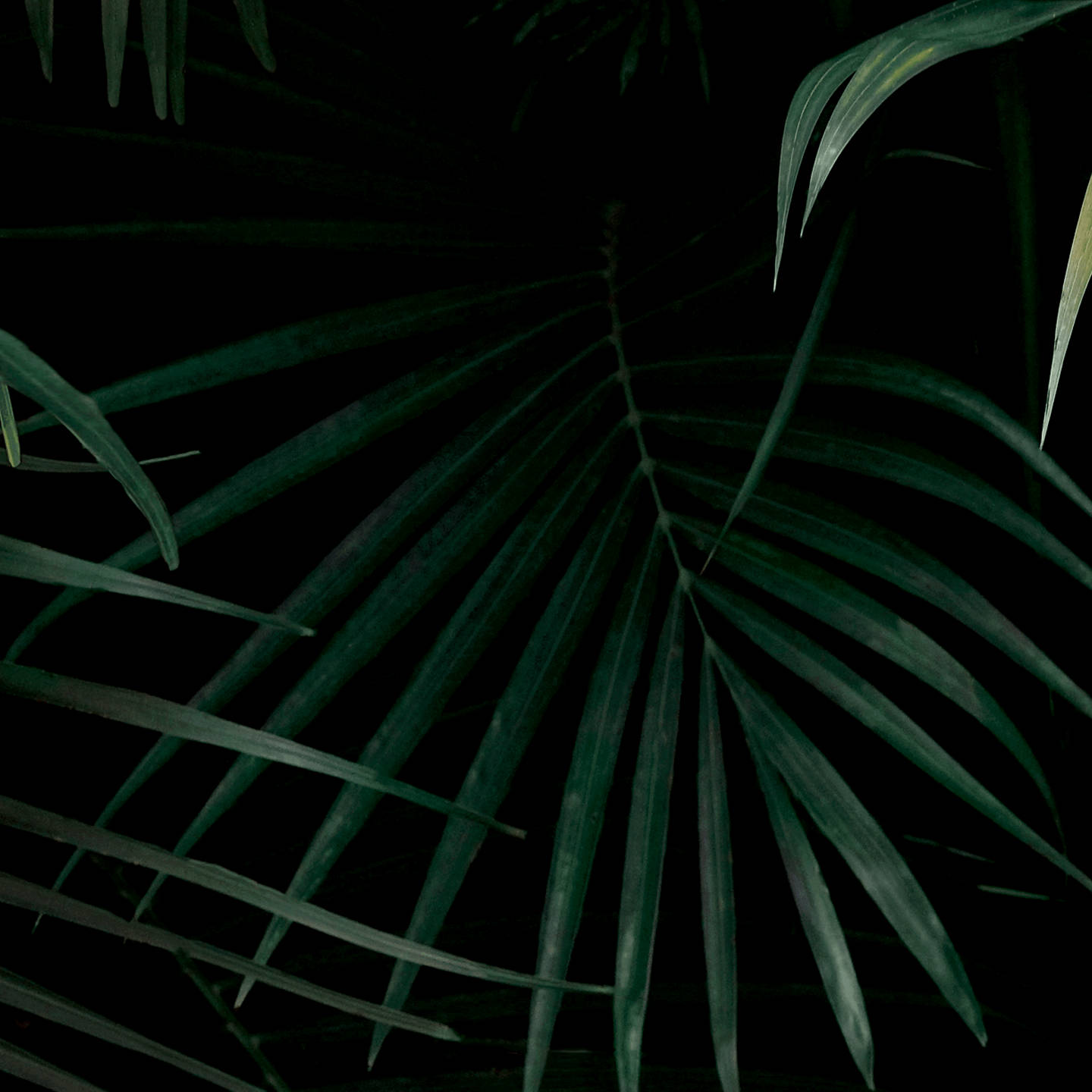 Hojasde Palma En La Jungla Con Estética Oscura Fondo de pantalla