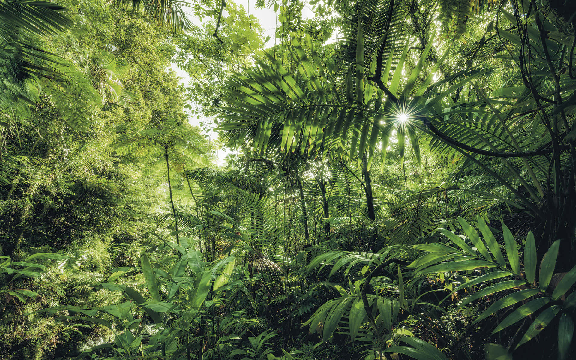 Make your way through the lush green kingdom of the Jungle.
