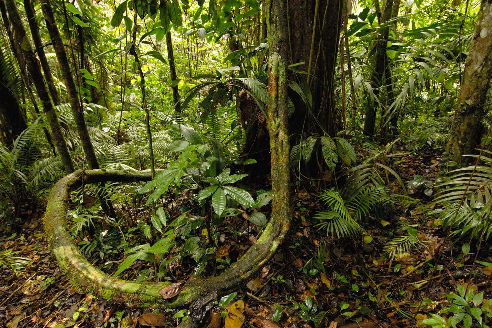 Explore the dense foliage of the Jungle