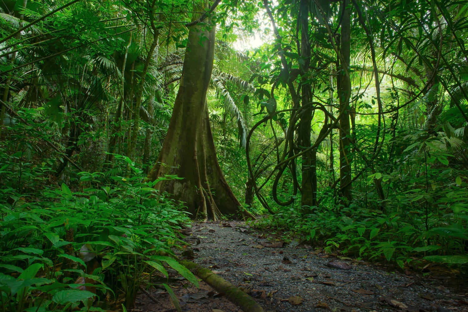 Serene Jungle Escape