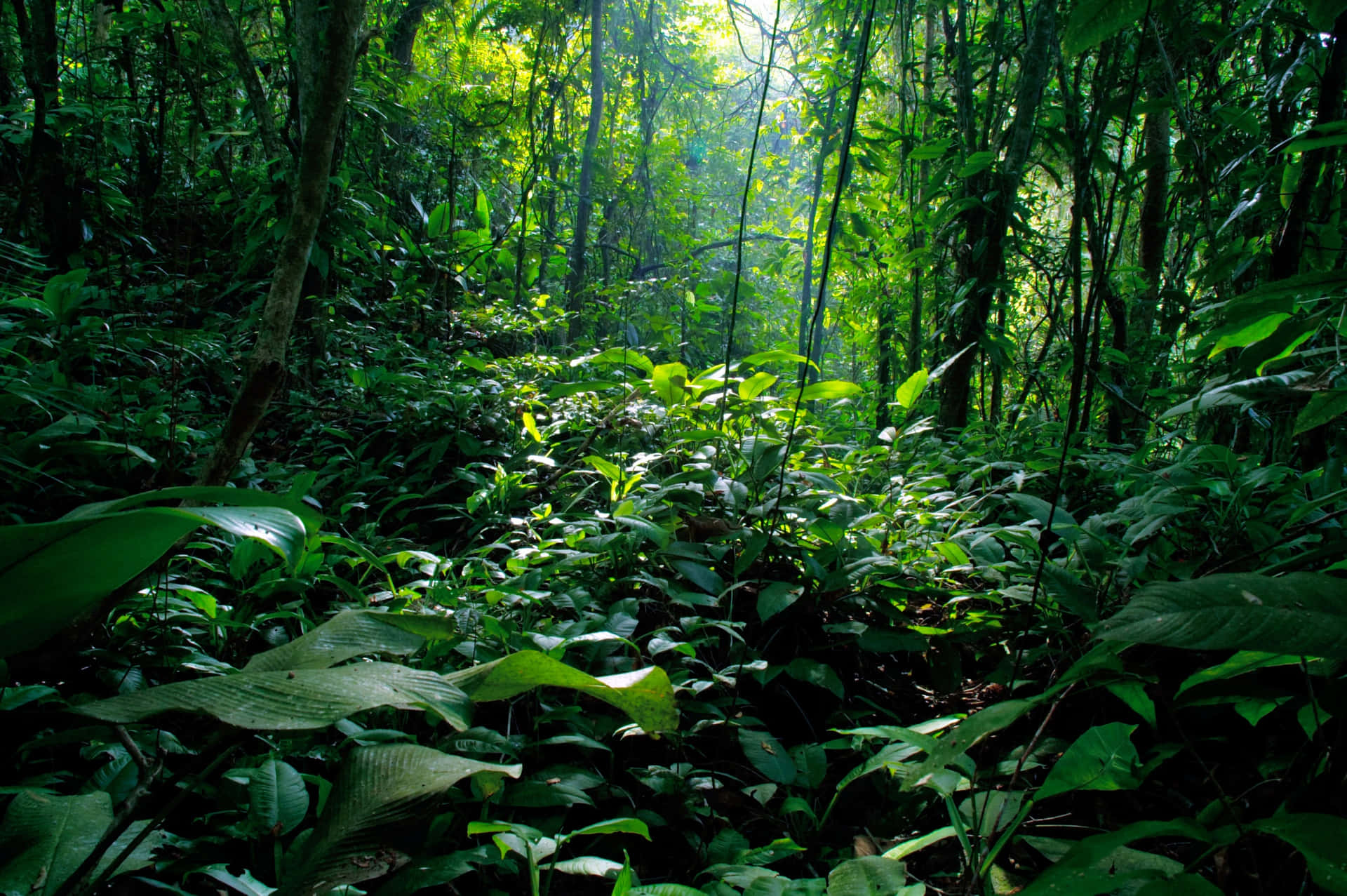 Explorandoum Novo Mundo Em Uma Selva Exuberante E Verde
