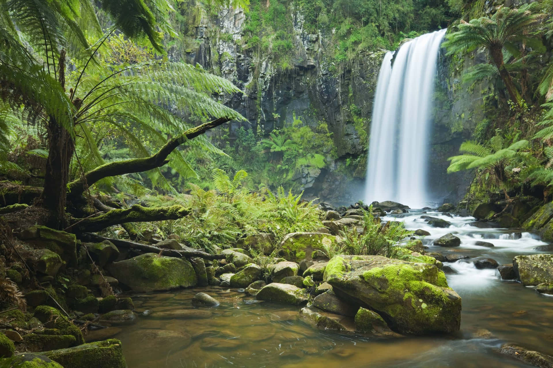 The tranquility of nature can be felt in the lush landscape of a tropical jungle.