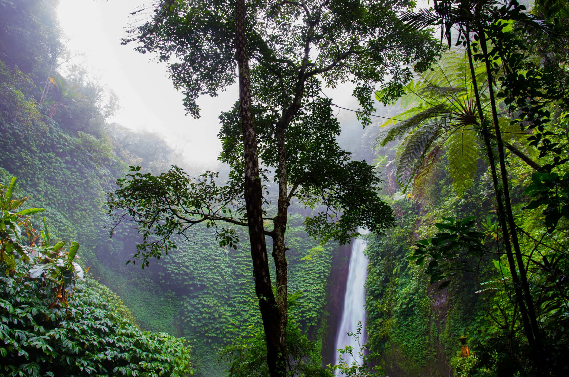 Explore the mysterious beauty of the jungle