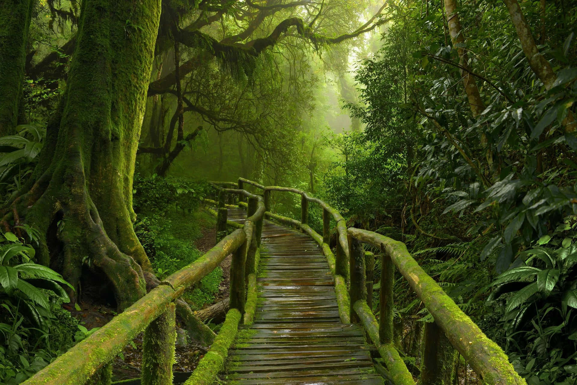 A Wooden Walkway In The Jungle