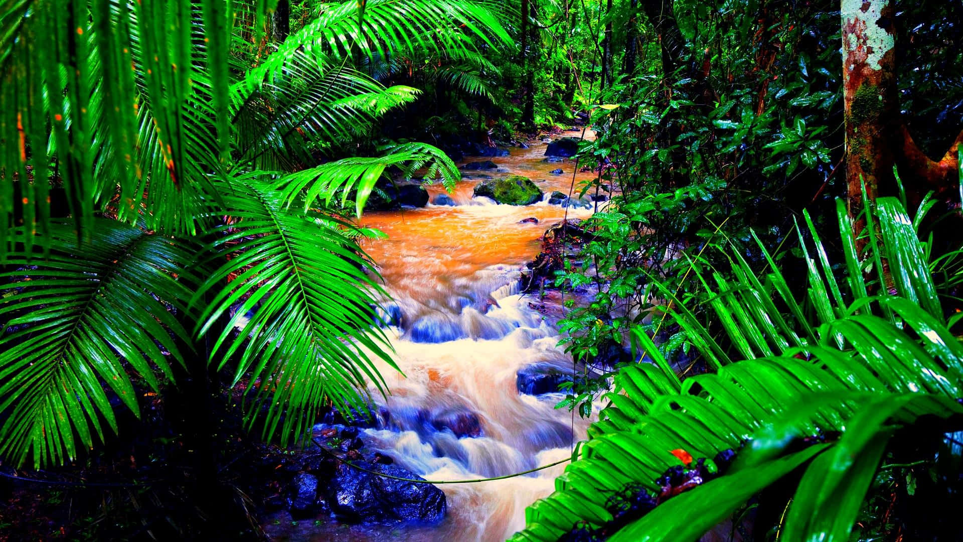 Explore the beauty of the jungle