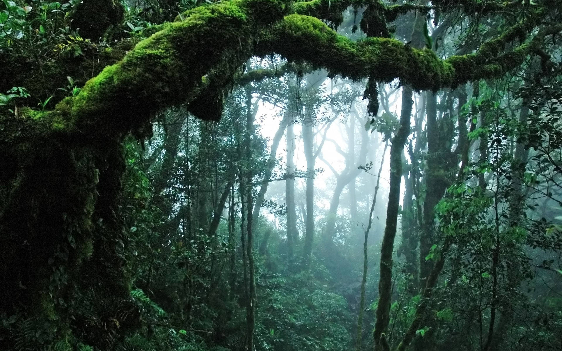 The vibrant greenery of a dense jungle canopy Wallpaper