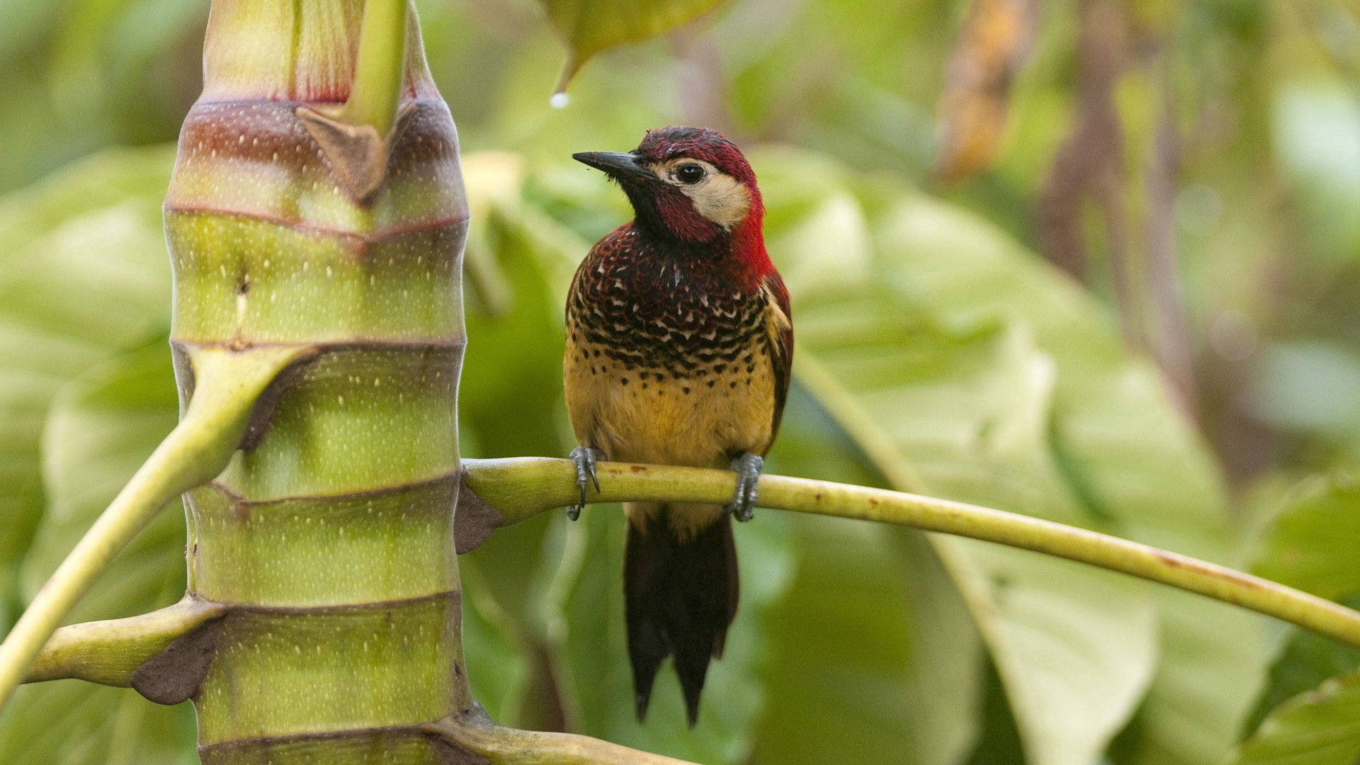 Jungle Wild Colorful Bird