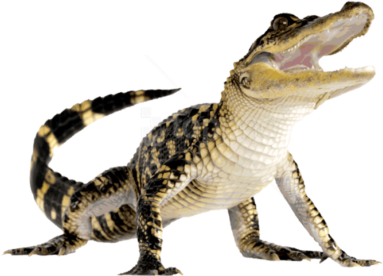 Juvenile Alligator Transparent Background PNG