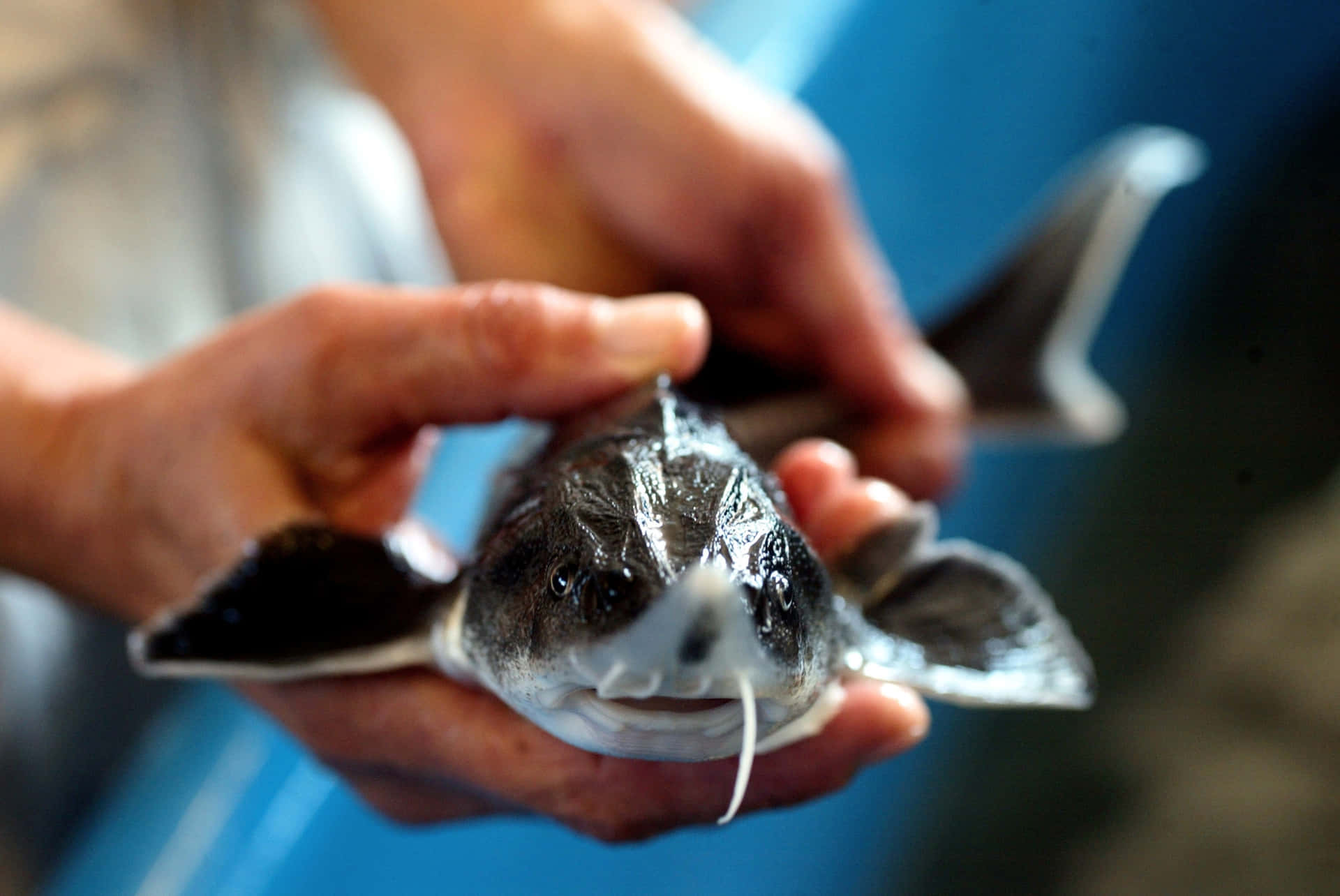 Juvenile Beluga Sturgeon Held In Hands Wallpaper