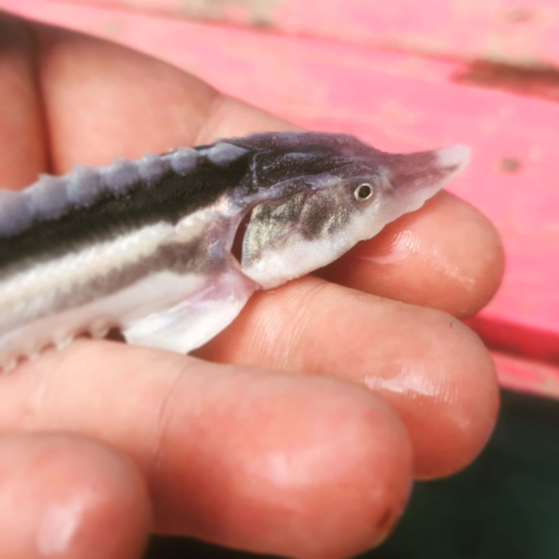 Download Juvenile Beluga Sturgeon Heldin Hand Wallpaper | Wallpapers.com