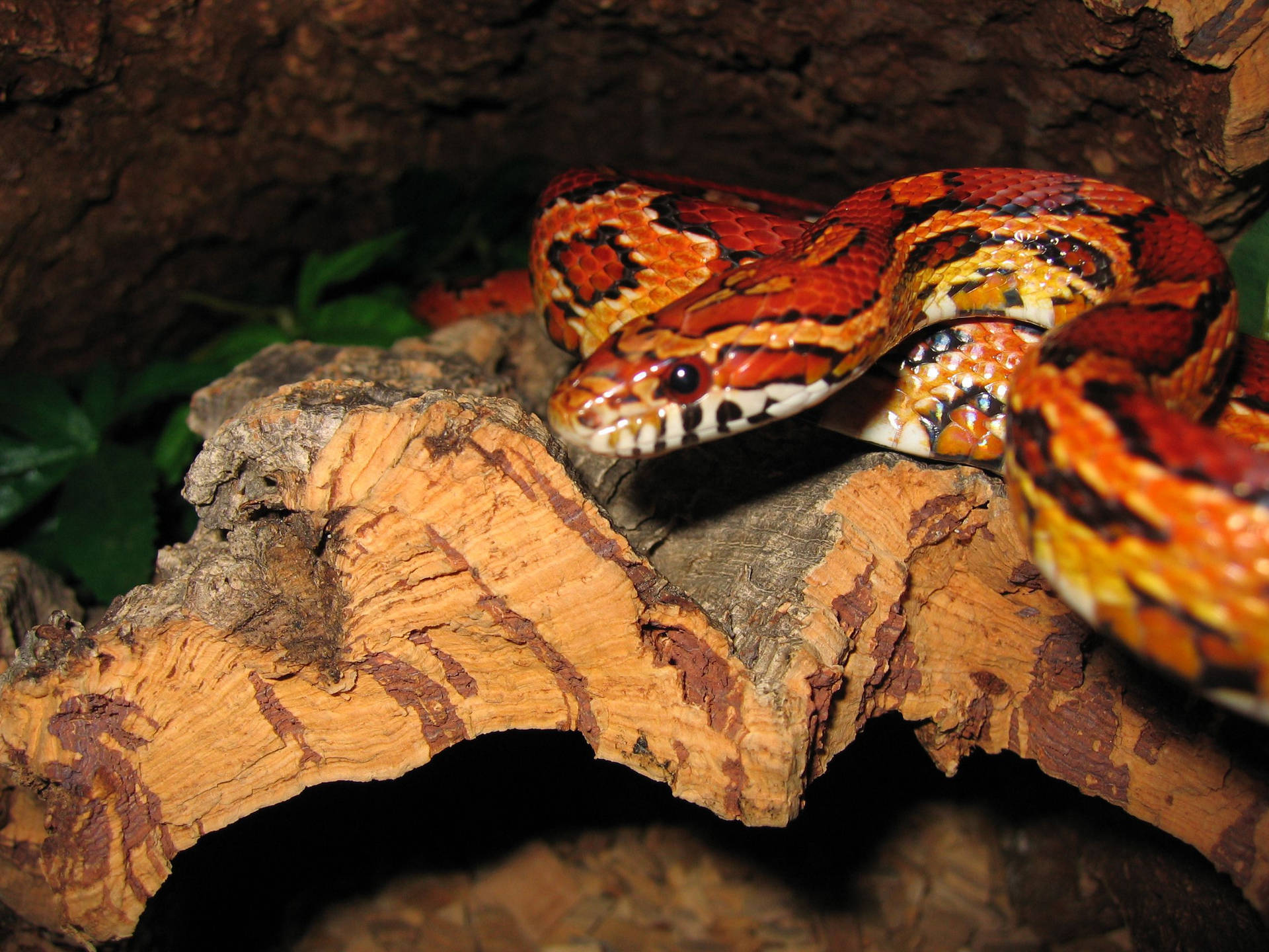 Juvenile Corn Snake On A Piece Of Wood Wallpaper