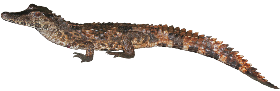 Juvenile Crocodile Isolated PNG