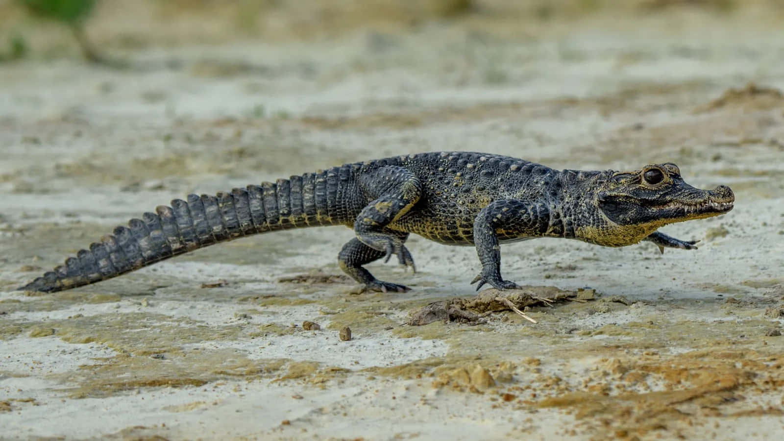 Juvenile Crocodile On Muddy Bank.jpg Wallpaper