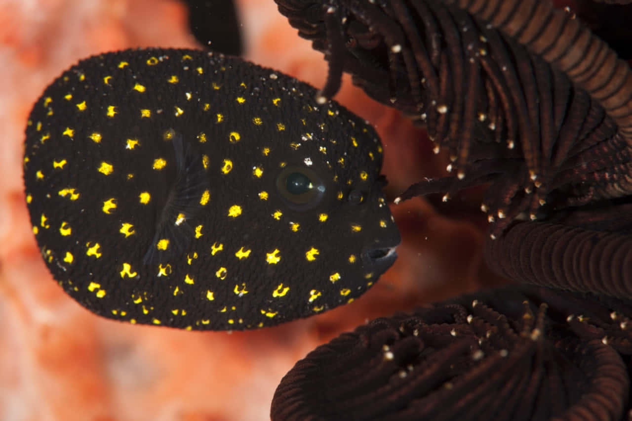 Juvenile_ Guineafowl_ Pufferfish_ Hiding Wallpaper