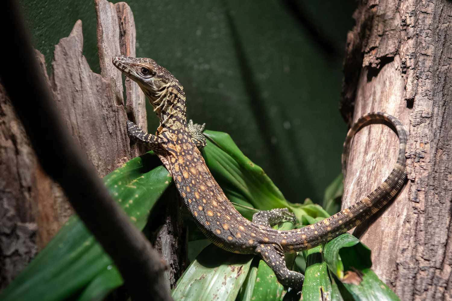 Juvenile_ Monitor_ Lizard_ Perched_ On_ Tree Wallpaper