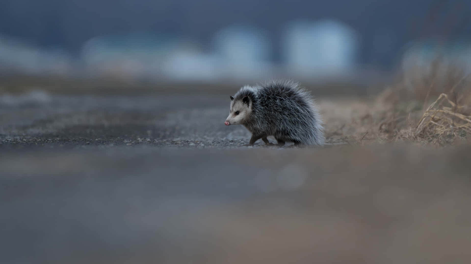 Possum Muda Menyeberang Jalan Wallpaper