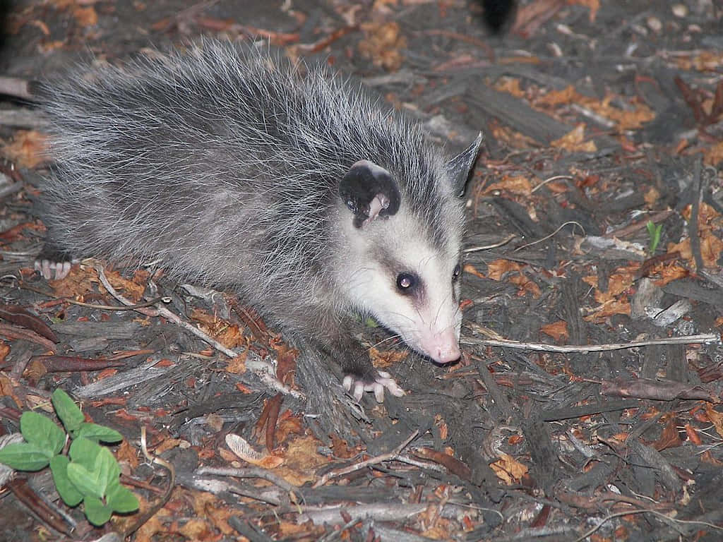 Juvenile Possum On Forest Floor.jpg Wallpaper