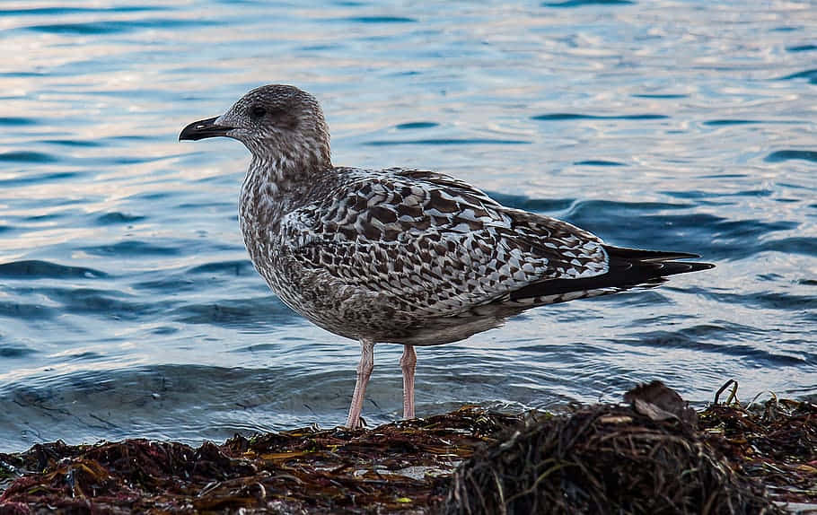 Juvenile Seagullby Waterfront.jpg Wallpaper