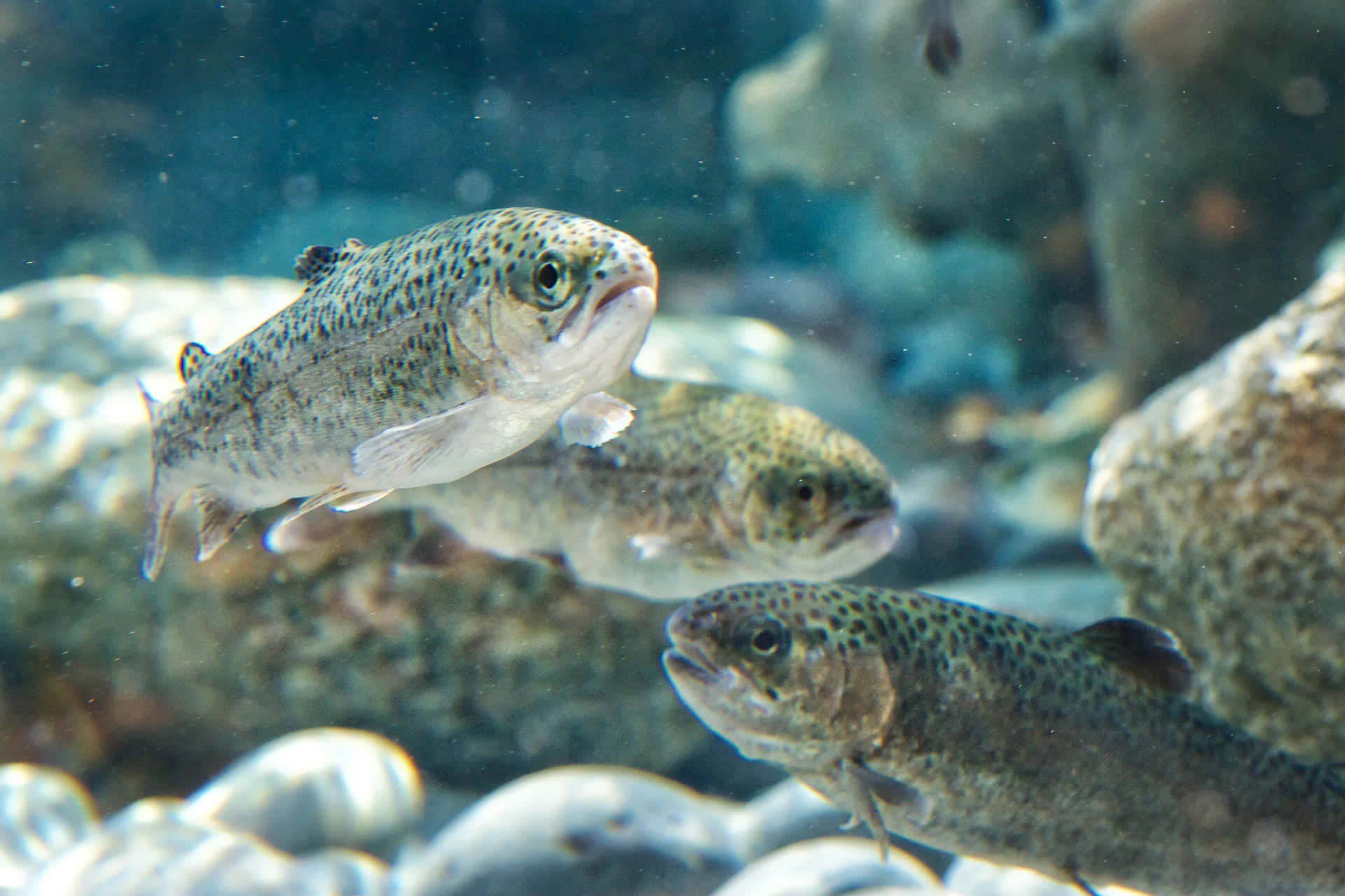 Juvenil Steelhead Ørret Svømmer Bakgrunnsbildet