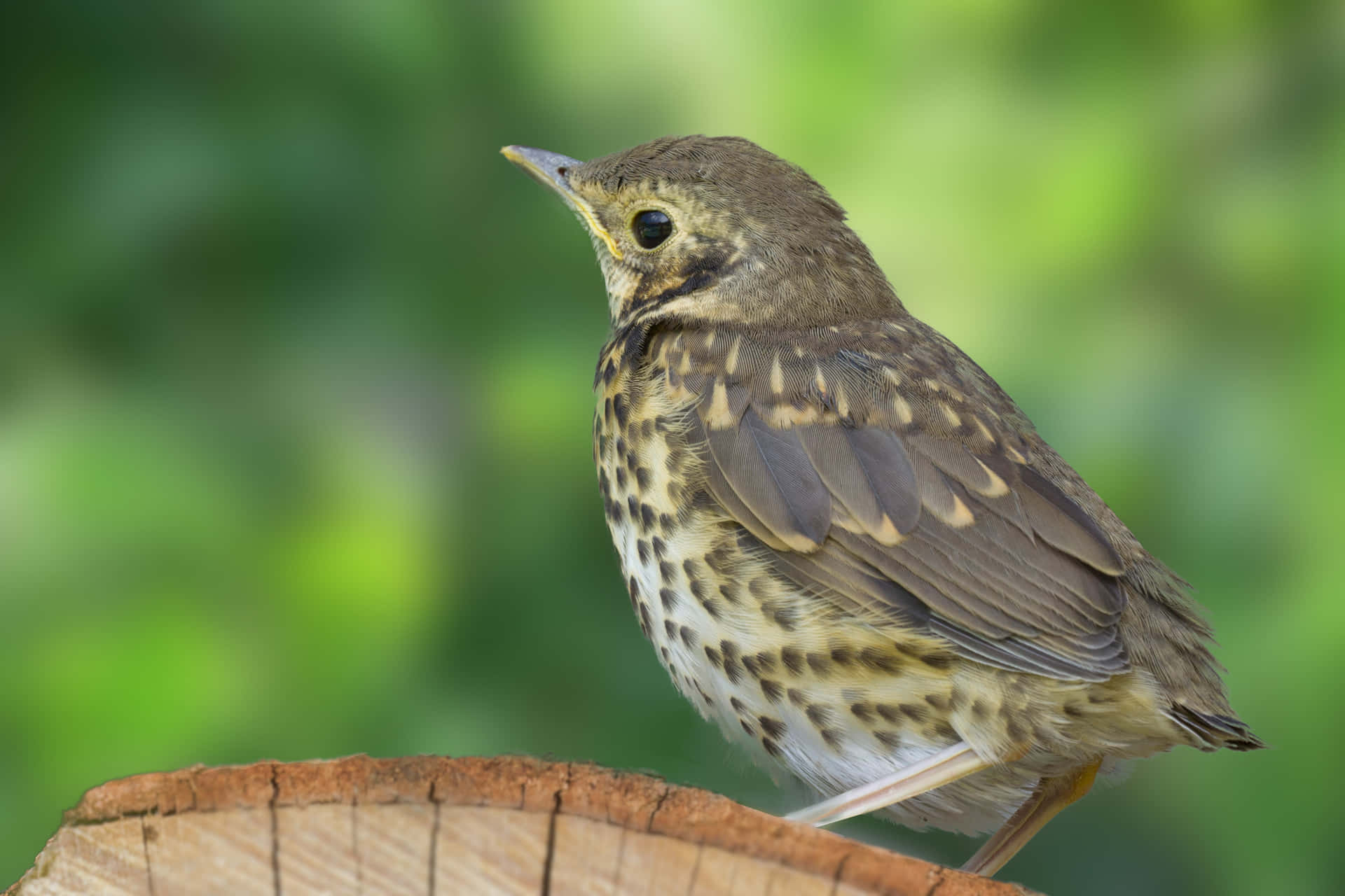 Juvenile Thrush Bird Perched Wallpaper