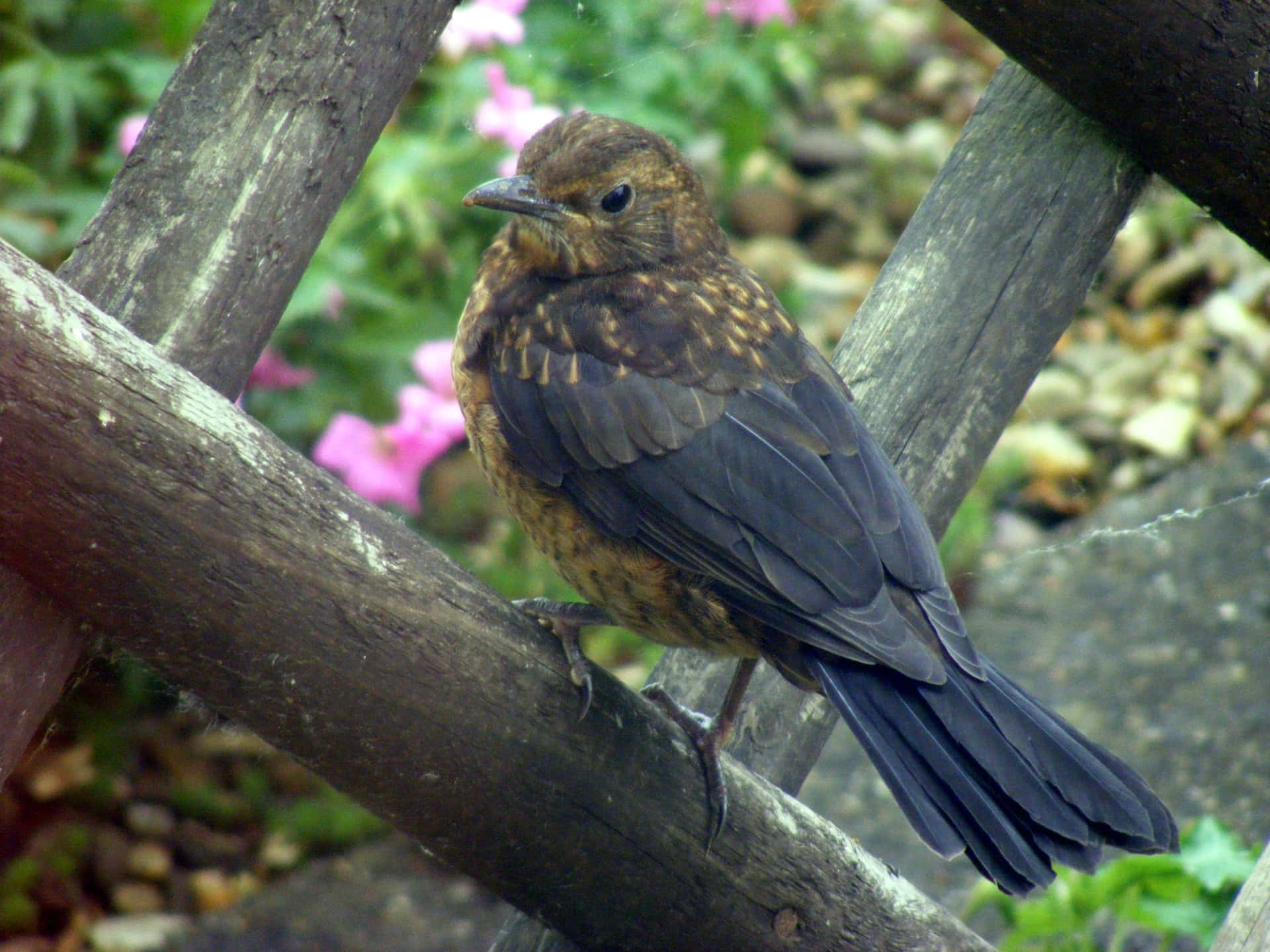 Download Juvenile Thrush Perchedon Branch Wallpaper | Wallpapers.com