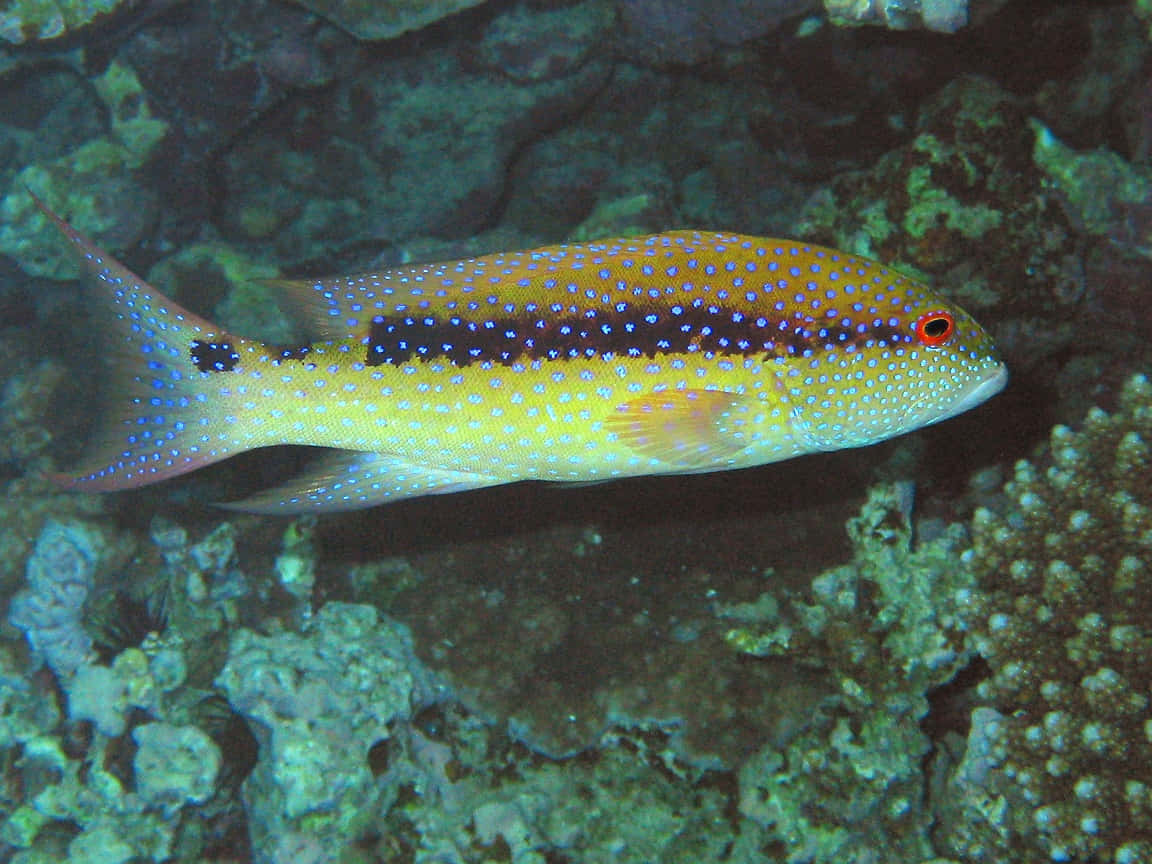 Juvenile Yellow-edged Fish Wallpaper