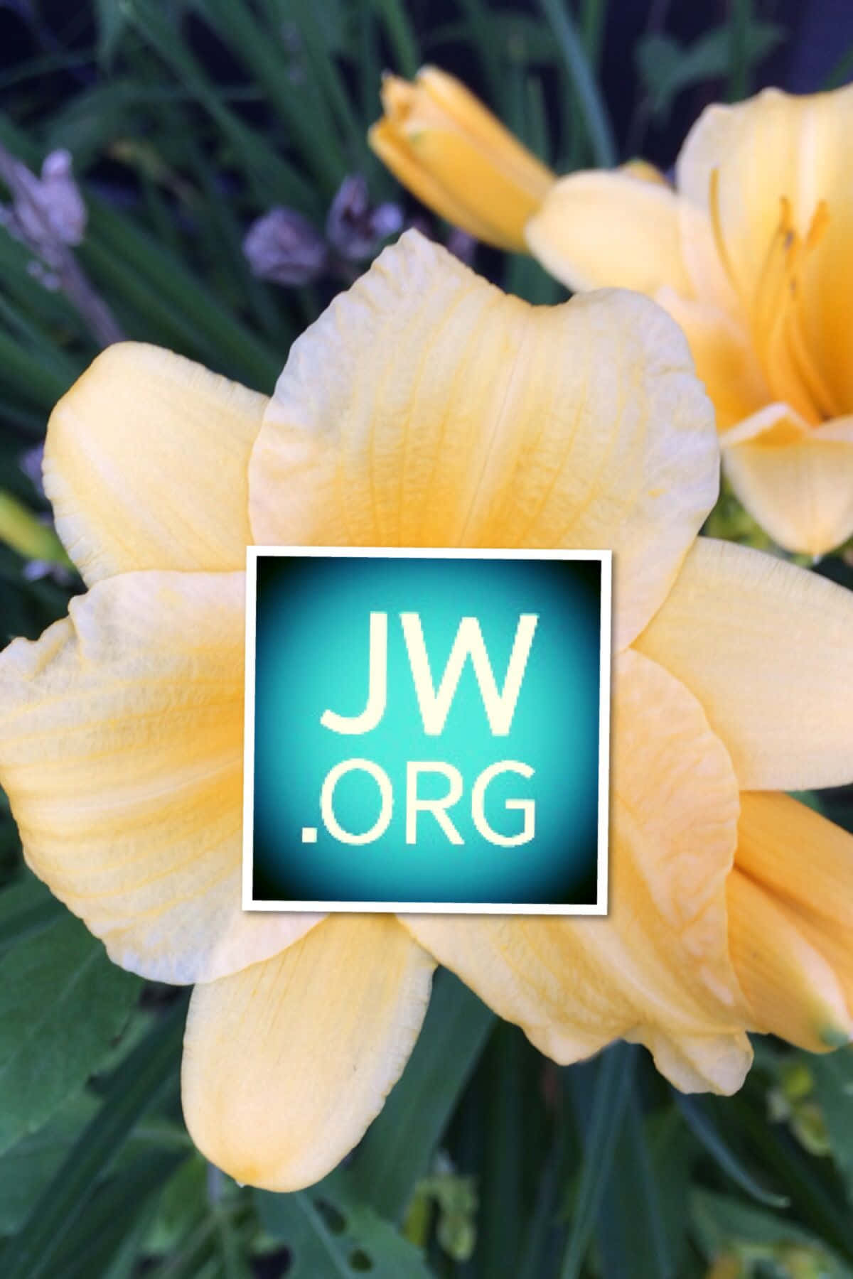 Dainty Yellow Flower JWorg Logo Wallpaper
