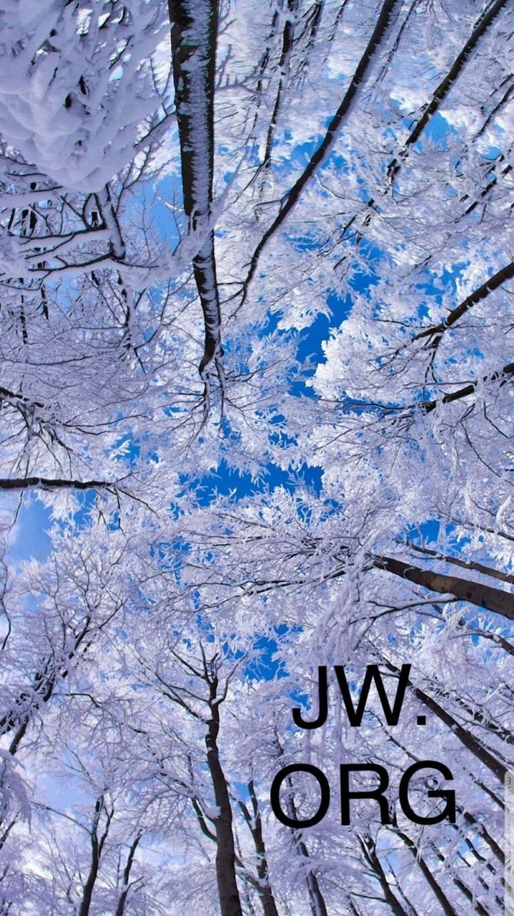 Logotipode Jworg En Pinos Cubiertos De Nieve. Fondo de pantalla