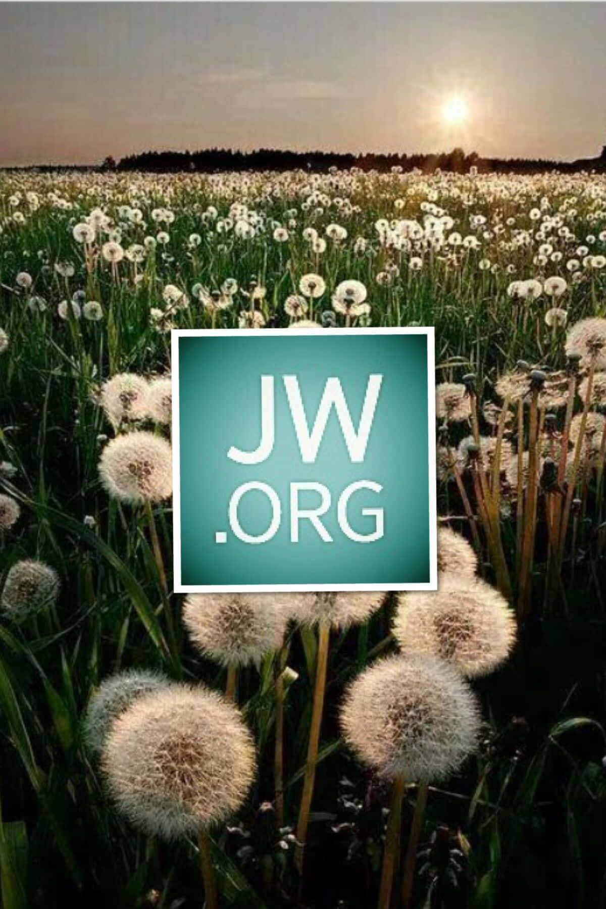 Dandelion Field Jworg Logo Wallpaper