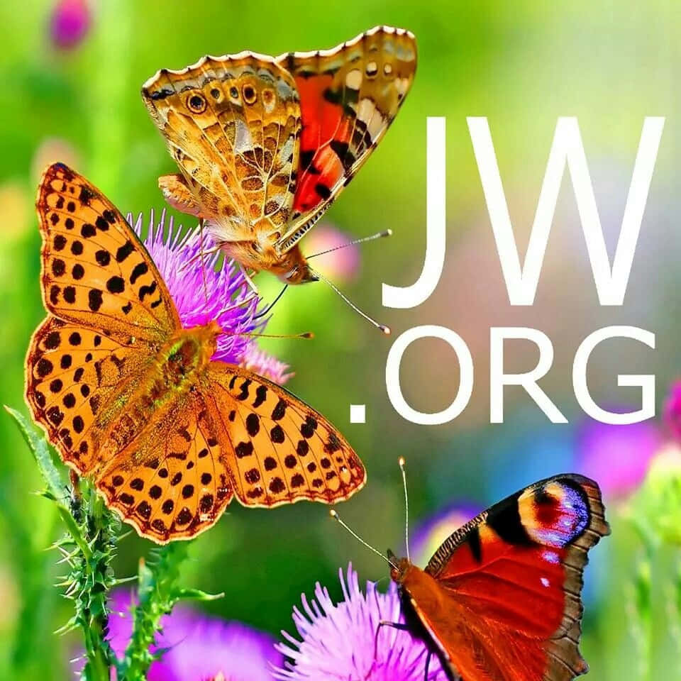 JWorg med billede af sommerfugle ved en dam Wallpaper