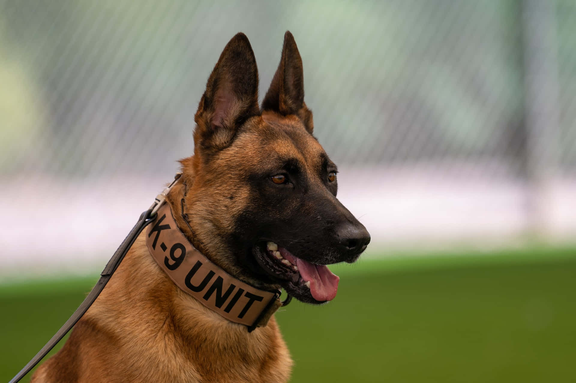 K9 Eenheid Duitse Herder Achtergrond