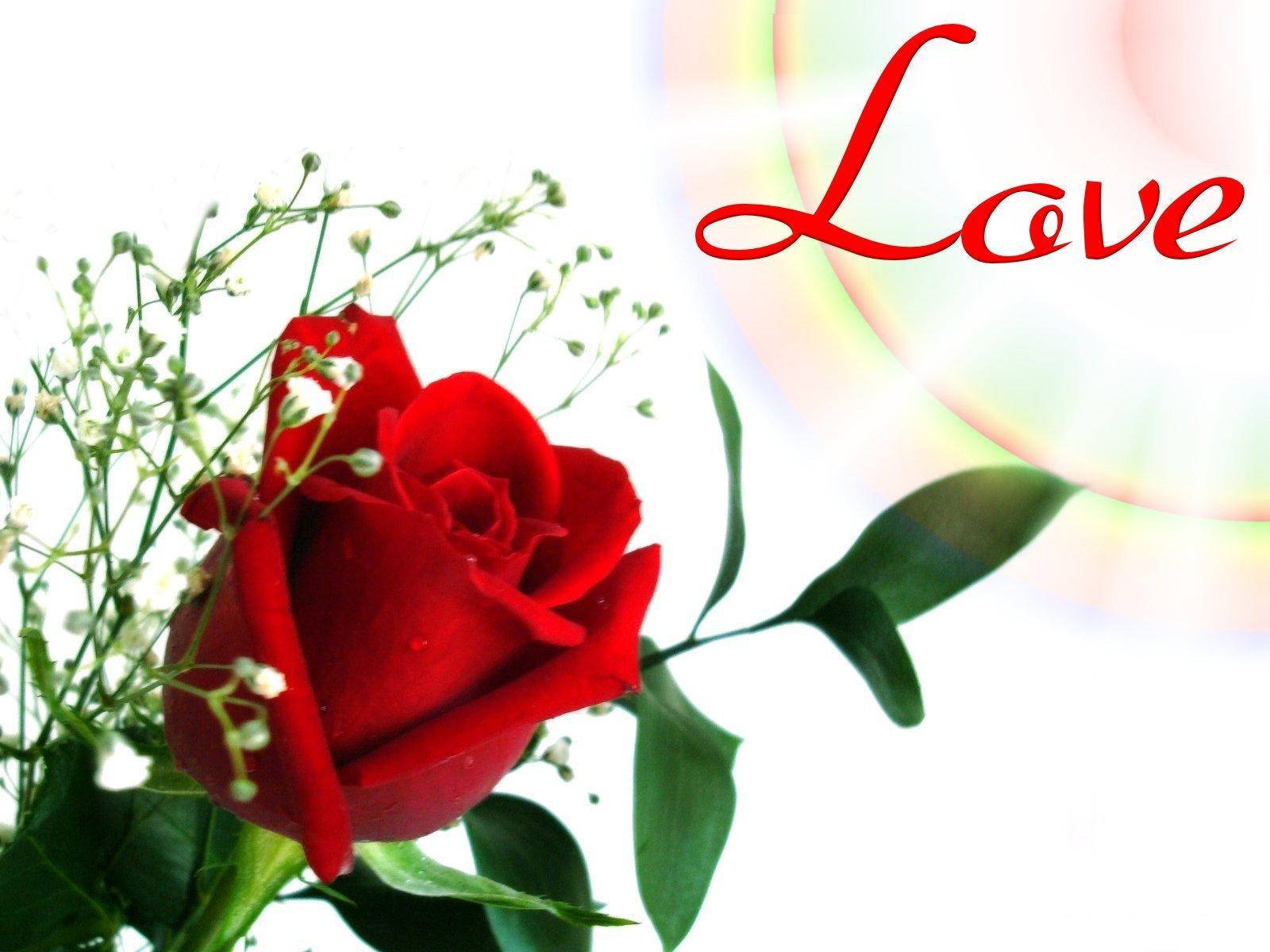 Kærlighed Rød Rose Blomst Wallpaper