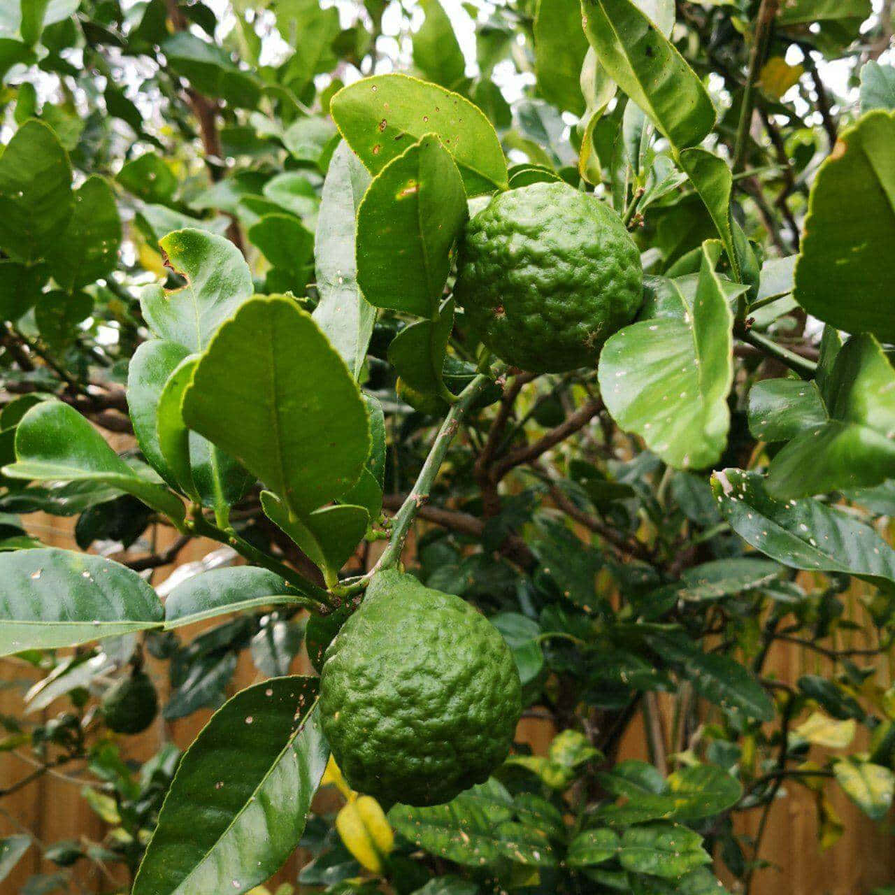 Fresh Kaffir Lime Hanging on the Tree Wallpaper
