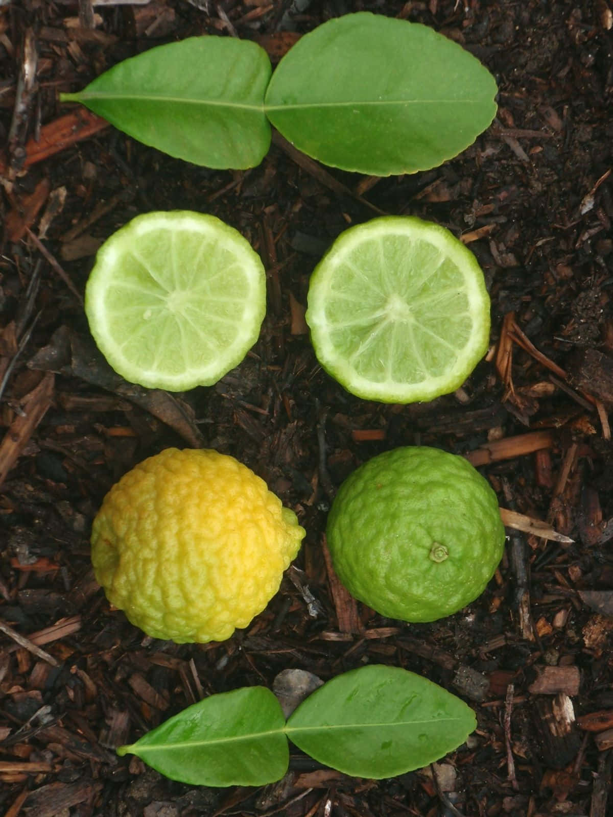 Kaffir Lime Citrus Green Fruit Wallpaper