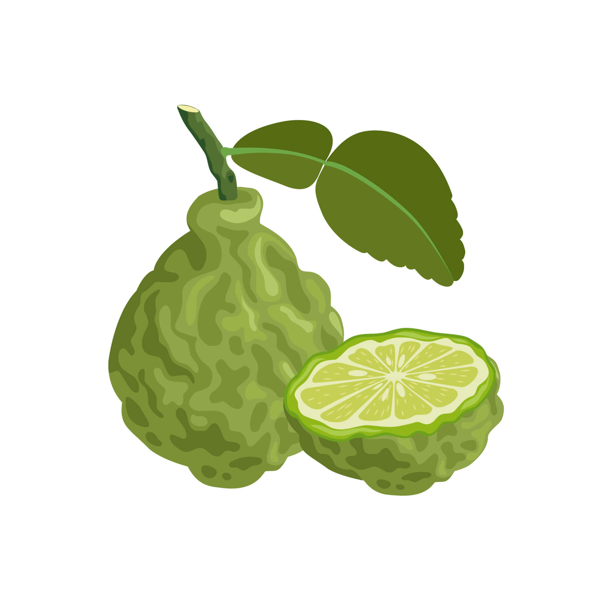 Dibujodigital De La Fruta Del Limón Kaffir. Fondo de pantalla