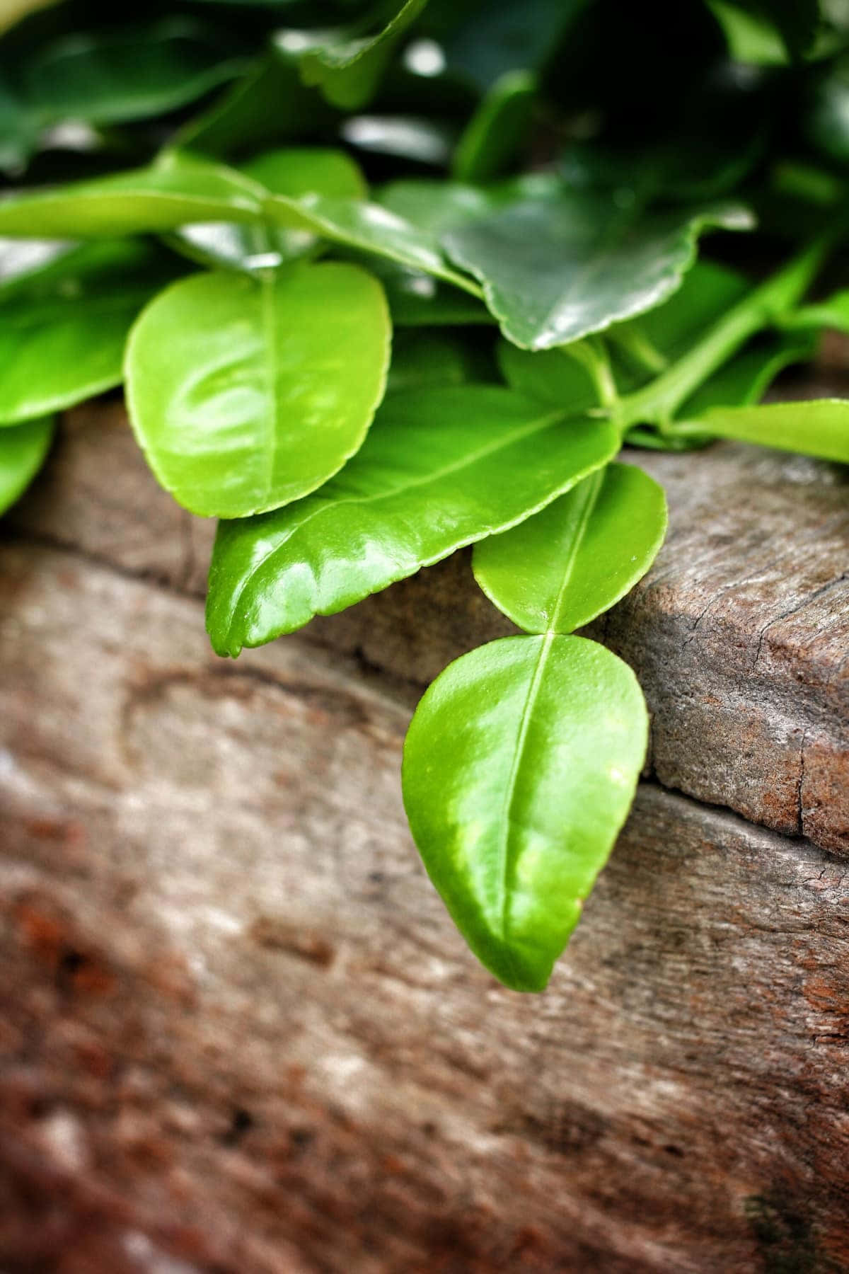 Kaffirlimettenfrucht Grüne Blätter Wallpaper