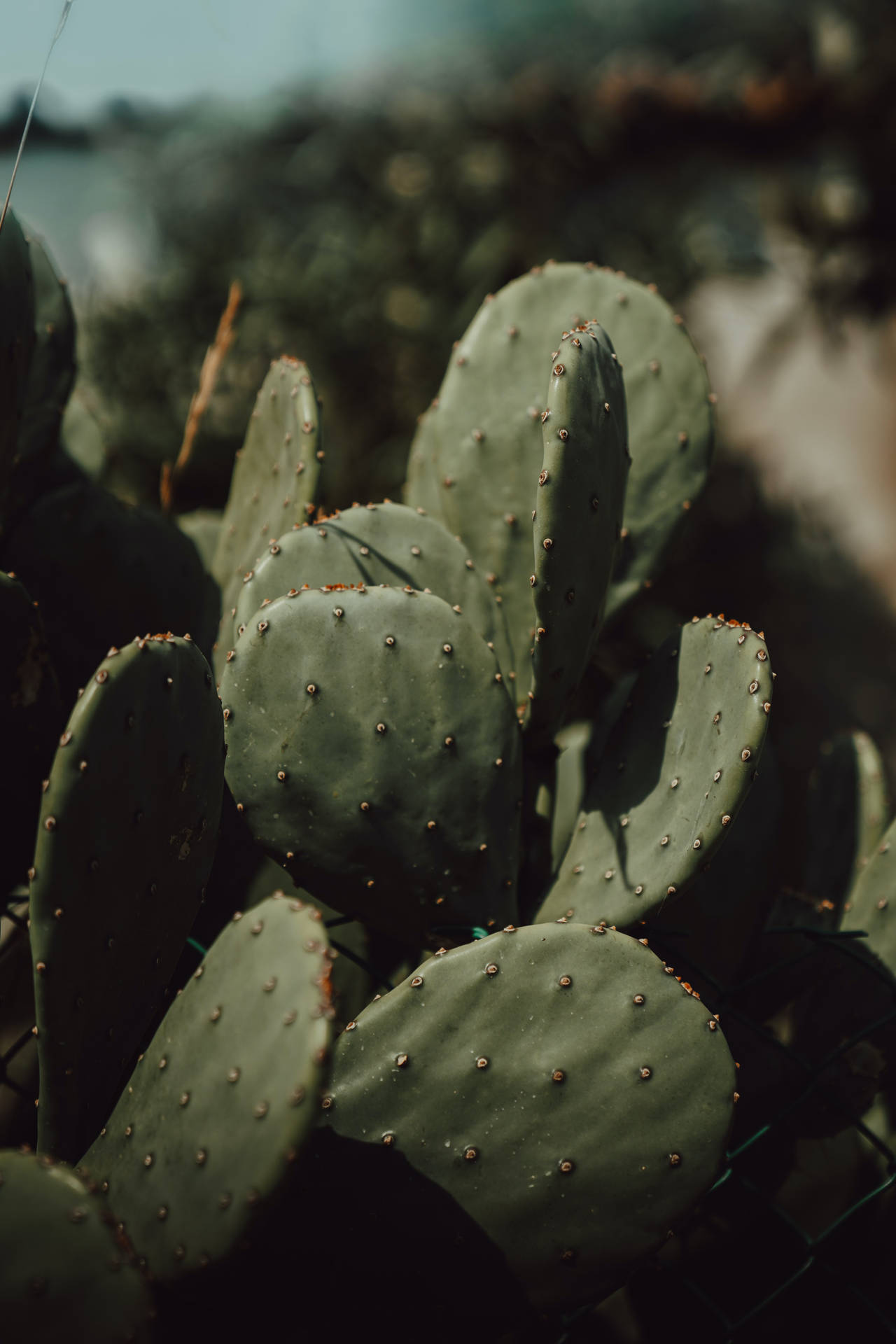 Kaktus Plante Æstetisk Wallpaper