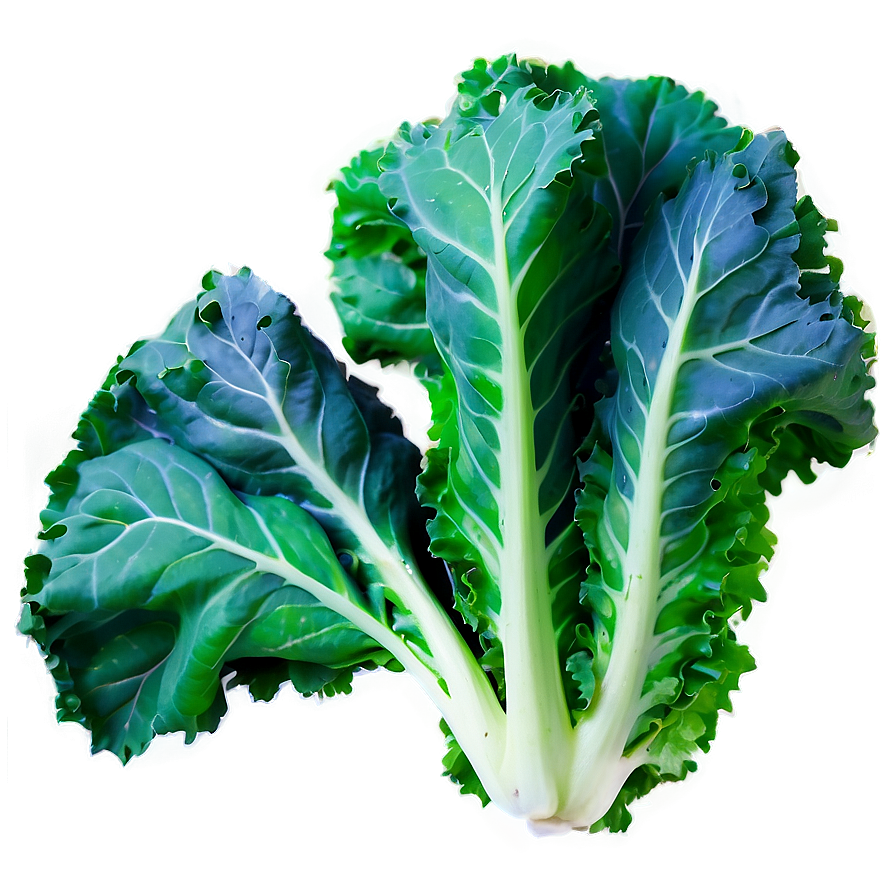 Kale Leaves Png 06252024 PNG